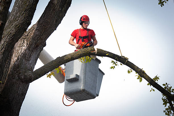 Trusted Garnet, CA Tree Services Experts